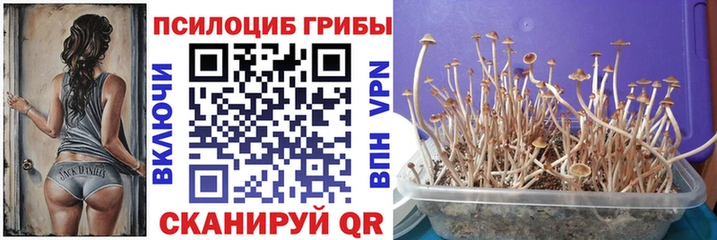 Купить где  Игарка  Галлюциногенные грибы GOLDEN TEACHER 